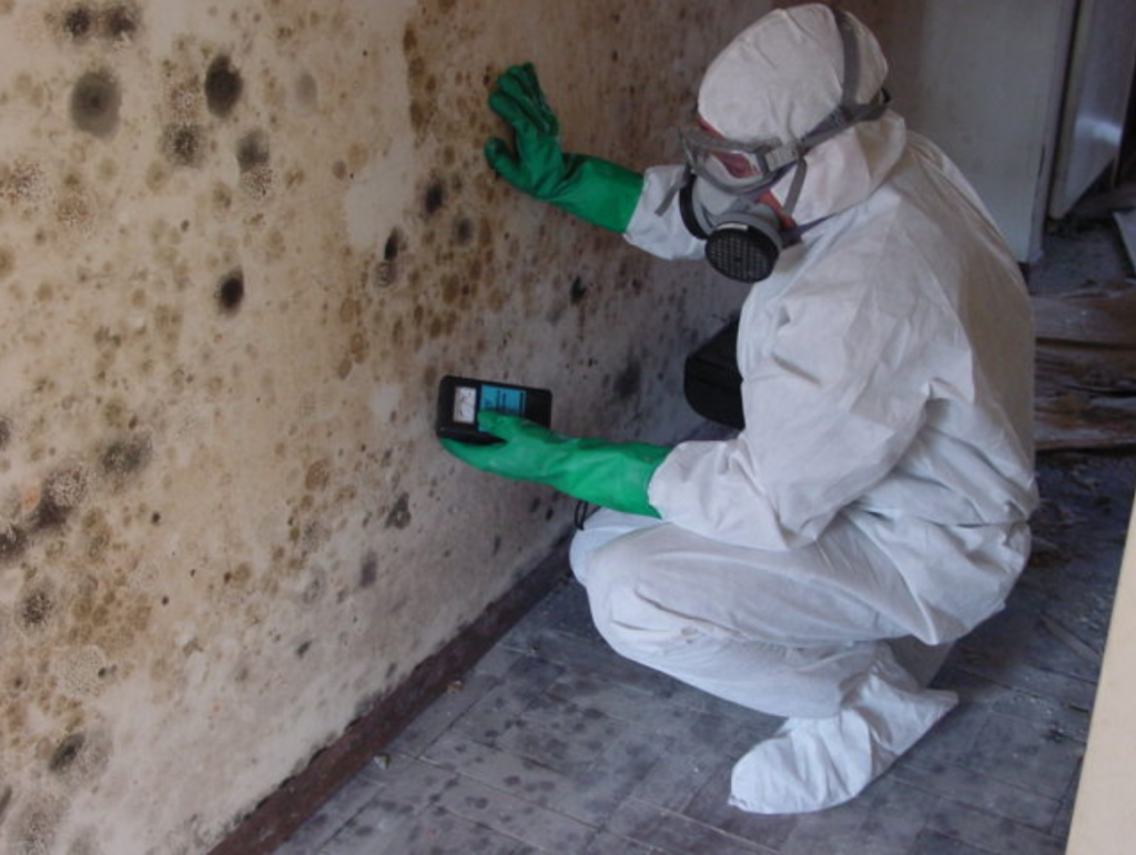 Mold Inspection Services