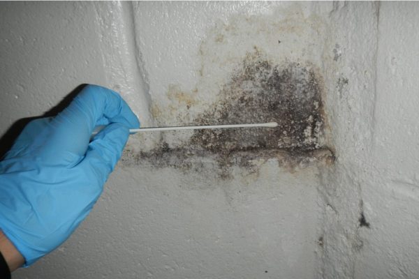 Mold Inspection Services